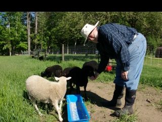 Ray with sheep 1