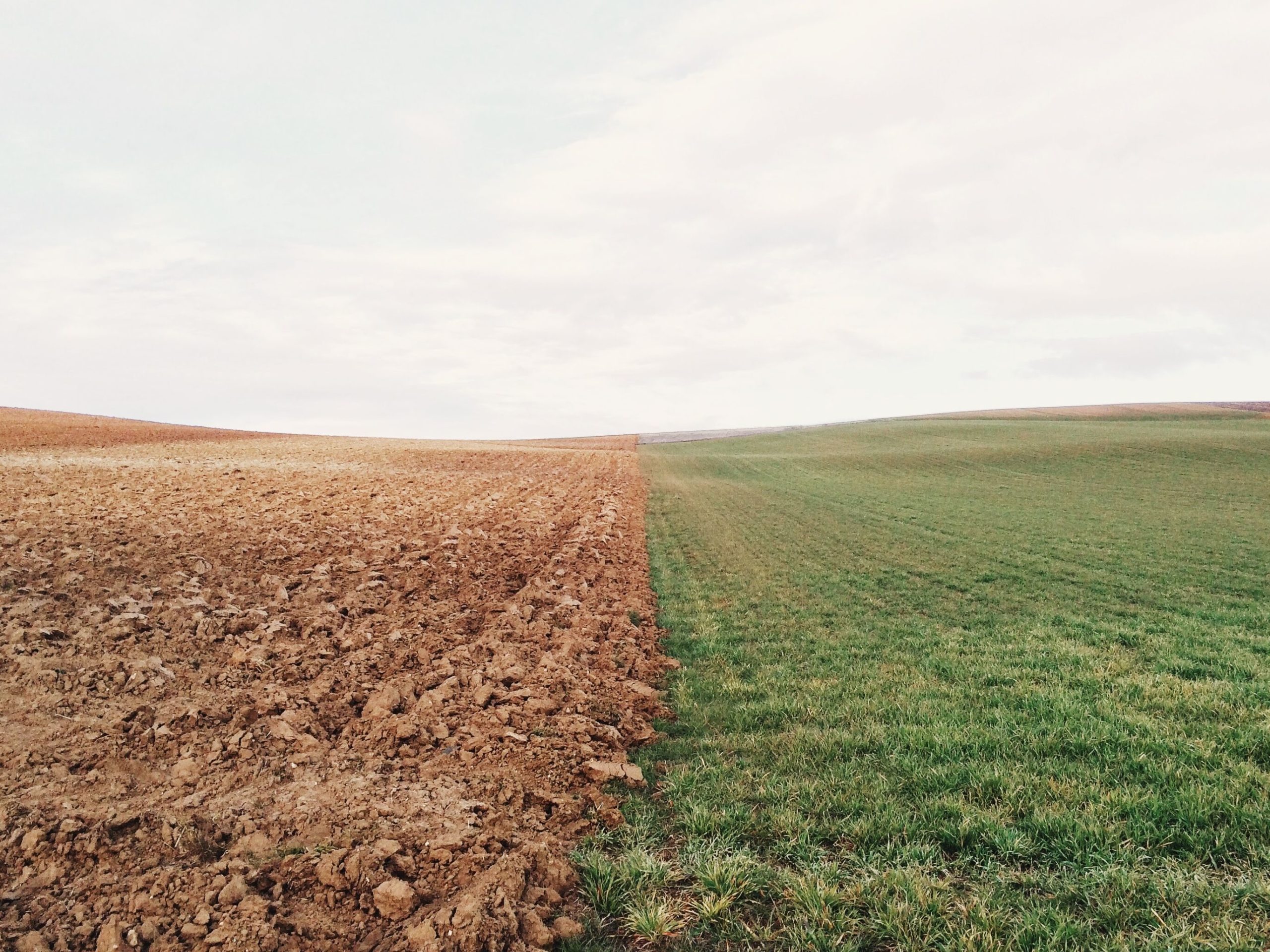 Grass Dirt Divide by elizabeth lies